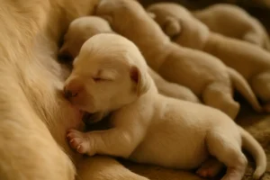 Filhotes recém-nascidos mamando na mãe, deitados juntos em um ambiente acolhedor — cena que representa o início do processo de desmame de cachorro, quando ainda dependem exclusivamente do leite materno.