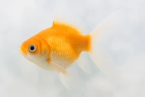 Espécies de peixe ornamental: variedade e beleza para seu aquário