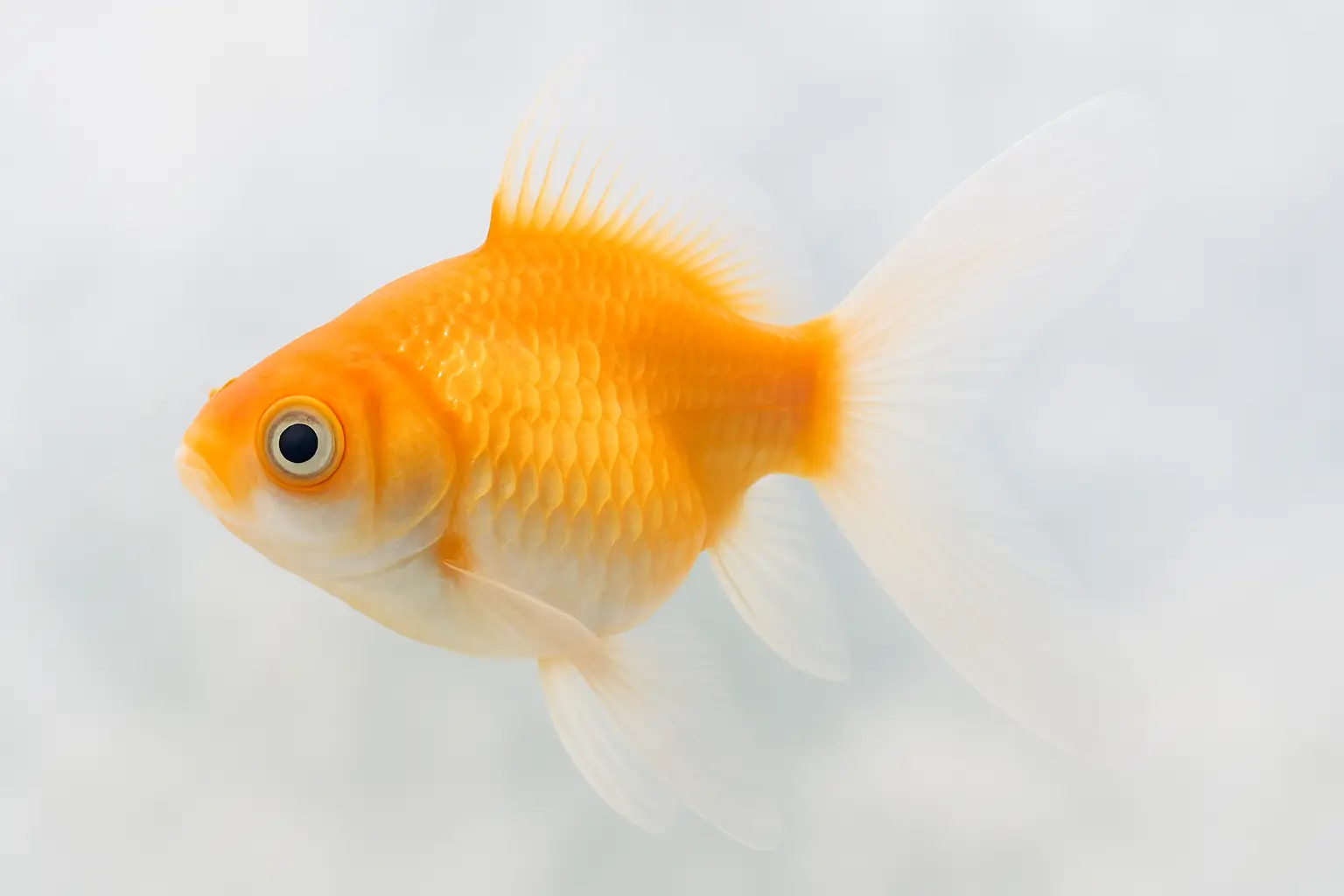 Espécies de peixe ornamental: variedade e beleza para seu aquário